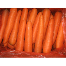 250-300g New Crop Fresh Carrot